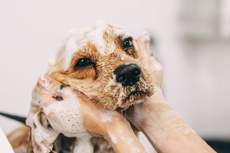 The Dog Father - A professional dog grooming website offering specialized services for large breeds in Tel Aviv, including bathing, grooming, nail trimming, and ear cleaning.